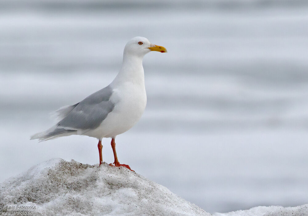 Glaucous Gull