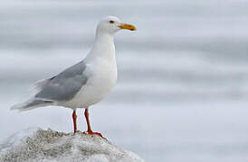 Glaucous Gull