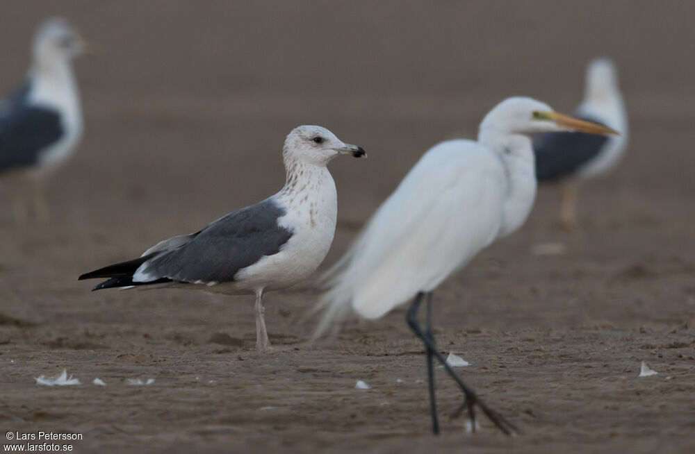 Lesser Black-backed Gull