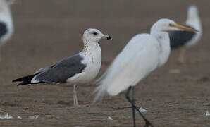 Lesser Black-backed Gull