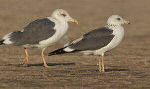 Lesser Black-backed Gull