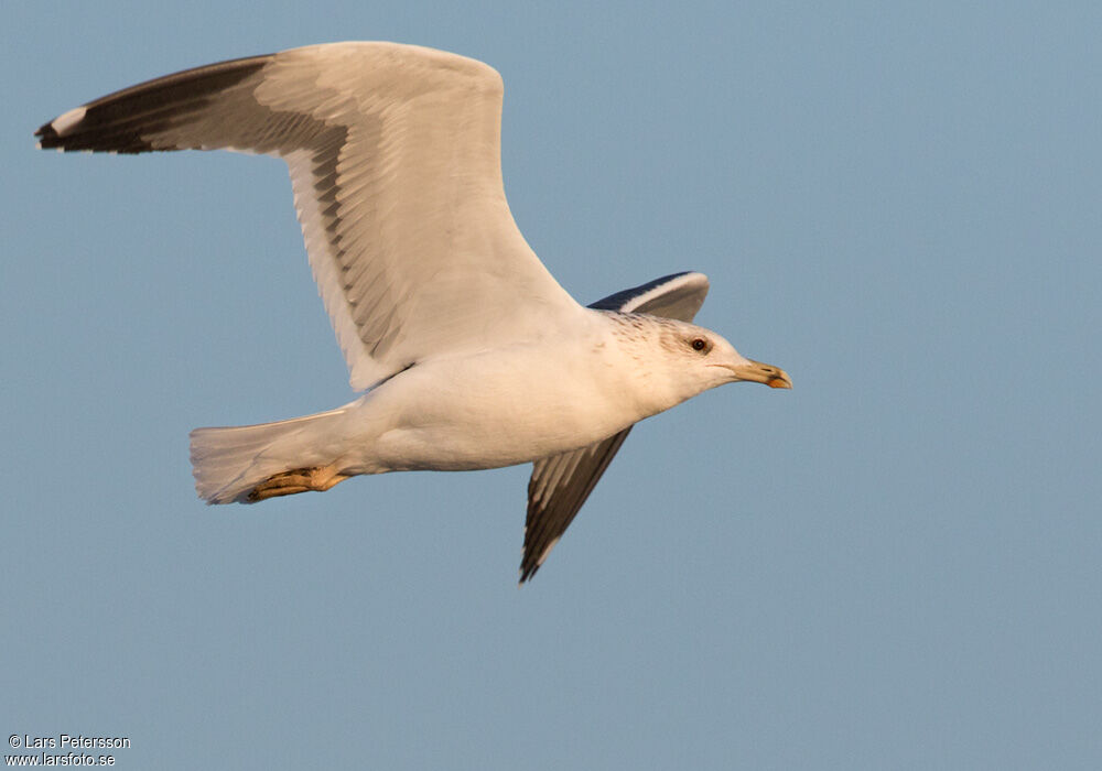 Lesser Black-backed Gull