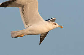 Lesser Black-backed Gull