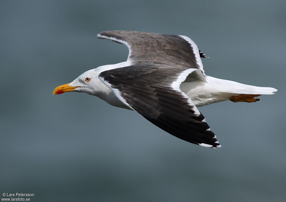 Lesser Black-backed Gull