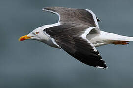 Lesser Black-backed Gull