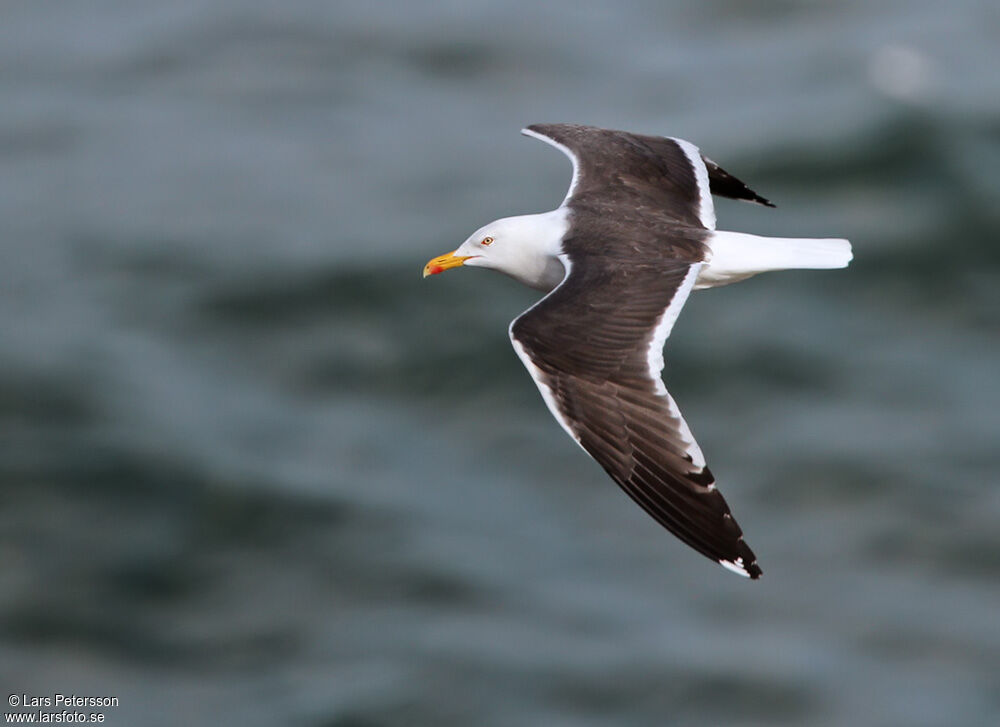 Lesser Black-backed Gull