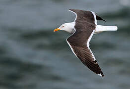 Lesser Black-backed Gull