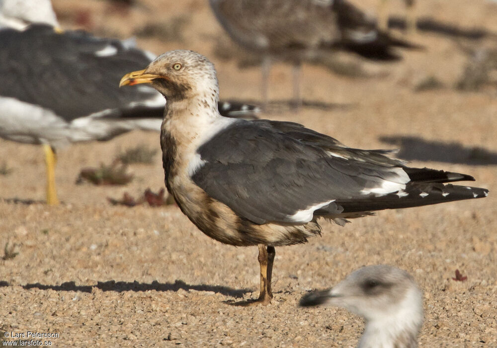 Lesser Black-backed Gull