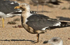 Lesser Black-backed Gull