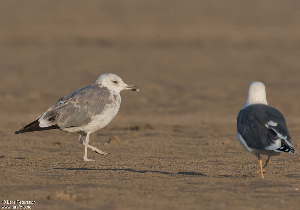 Lesser Black-backed Gull