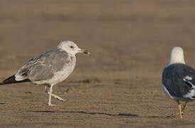 Lesser Black-backed Gull