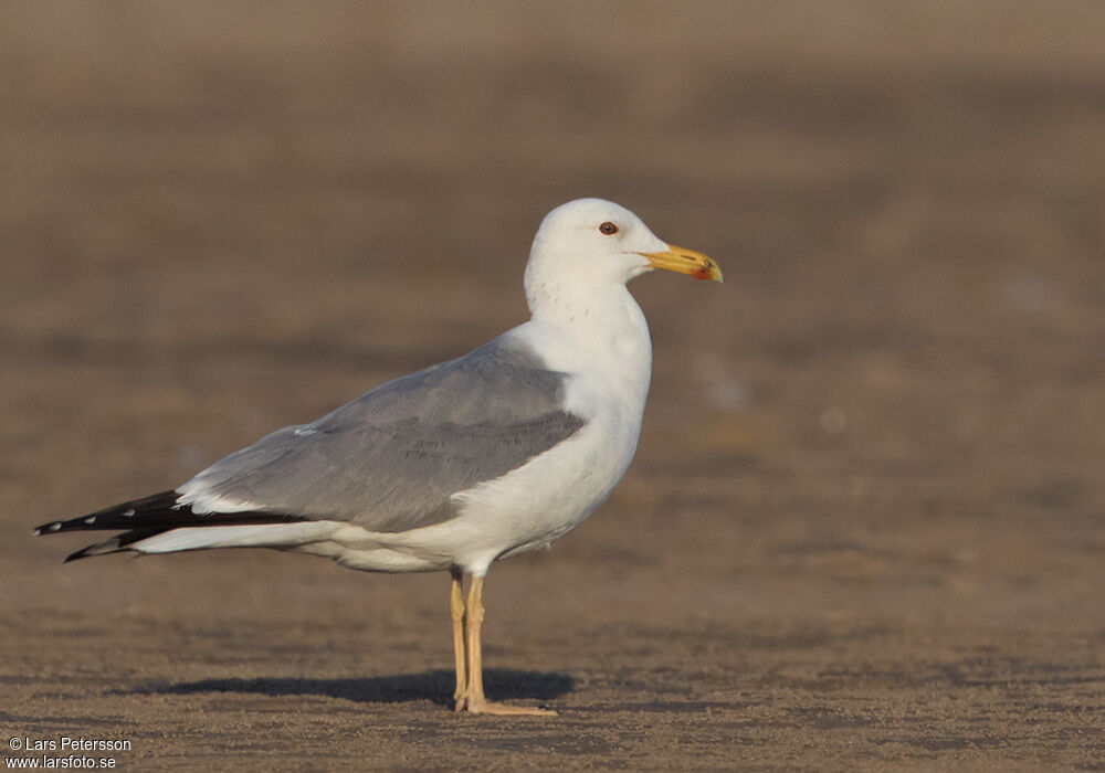 Lesser Black-backed Gull