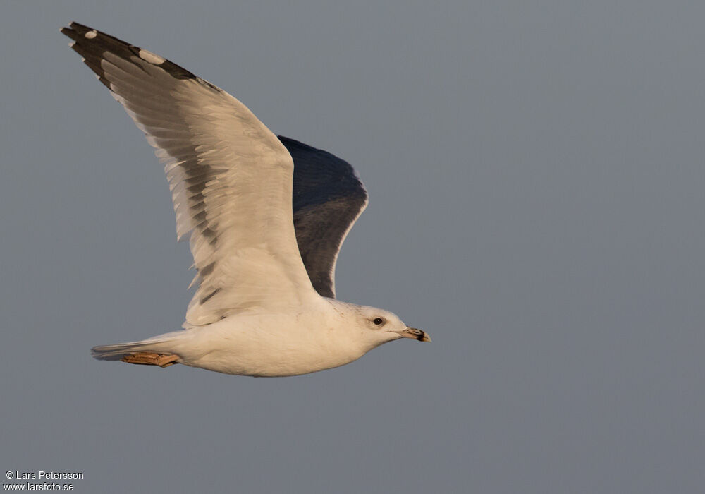 Lesser Black-backed Gull