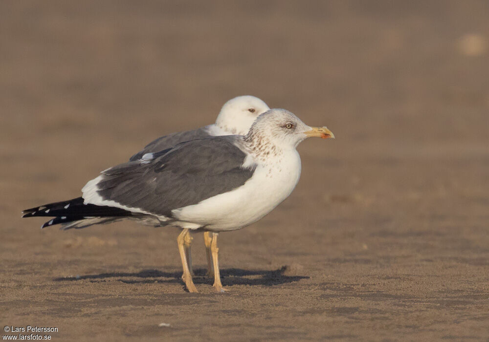 Lesser Black-backed Gull