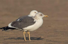 Lesser Black-backed Gull