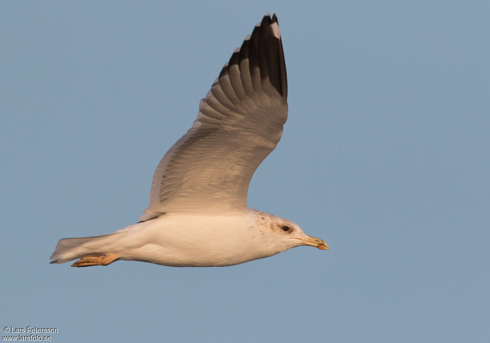 Lesser Black-backed Gull