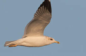 Lesser Black-backed Gull