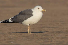 Lesser Black-backed Gull