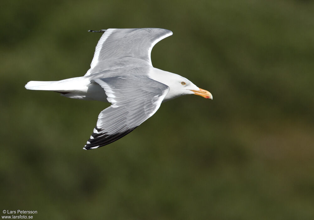 American Herring Gull