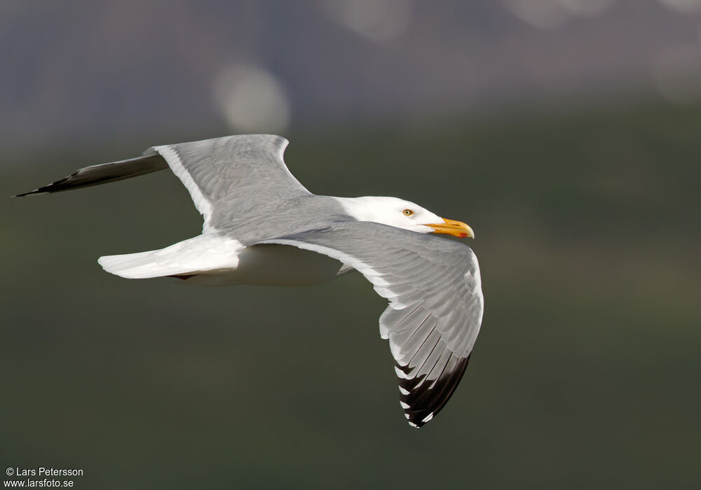 American Herring Gull