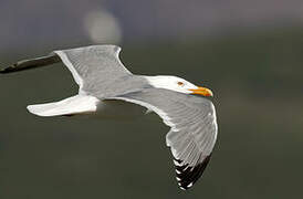 American Herring Gull