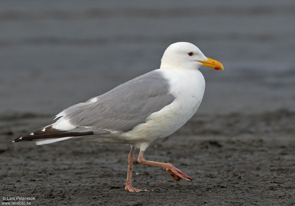 American Herring Gull