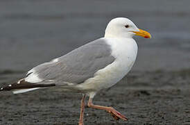 American Herring Gull