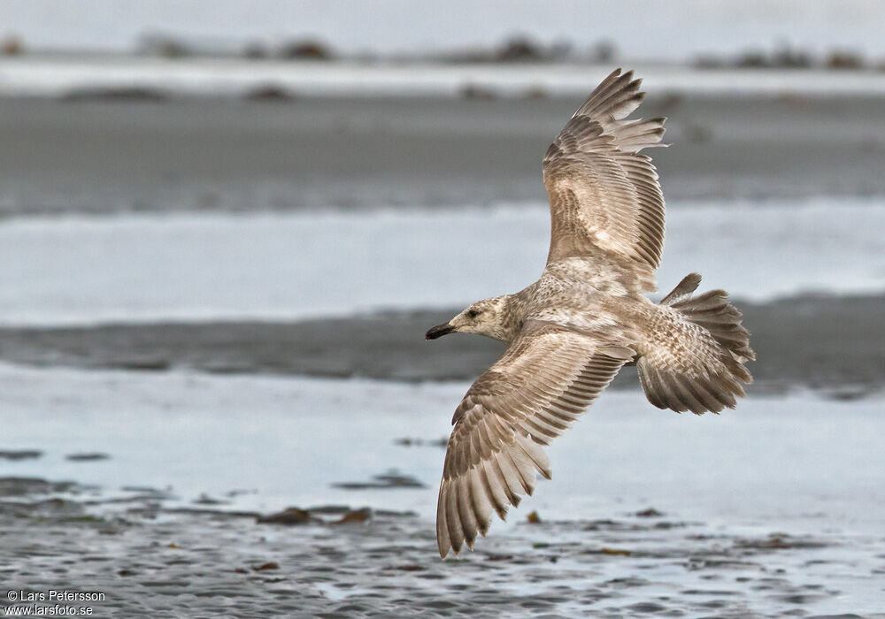 American Herring Gull