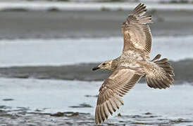 American Herring Gull