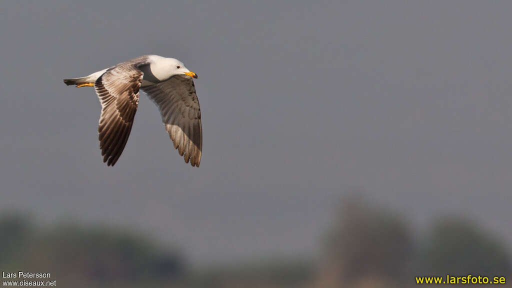 Armenian Gullimmature, Flight