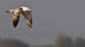 Armenian Gull