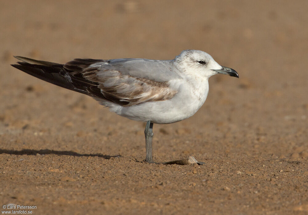 Audouin's Gull