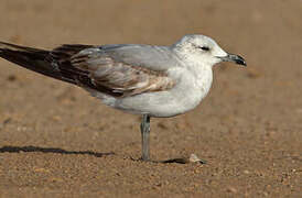 Audouin's Gull