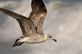 Audouin's Gull