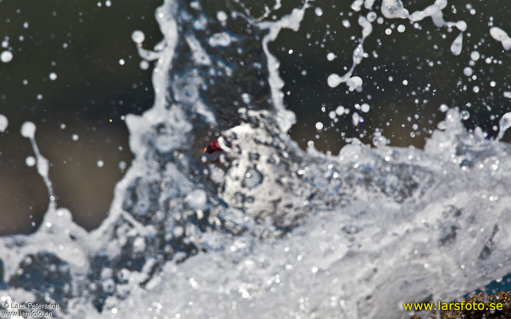 Audouin's Gull