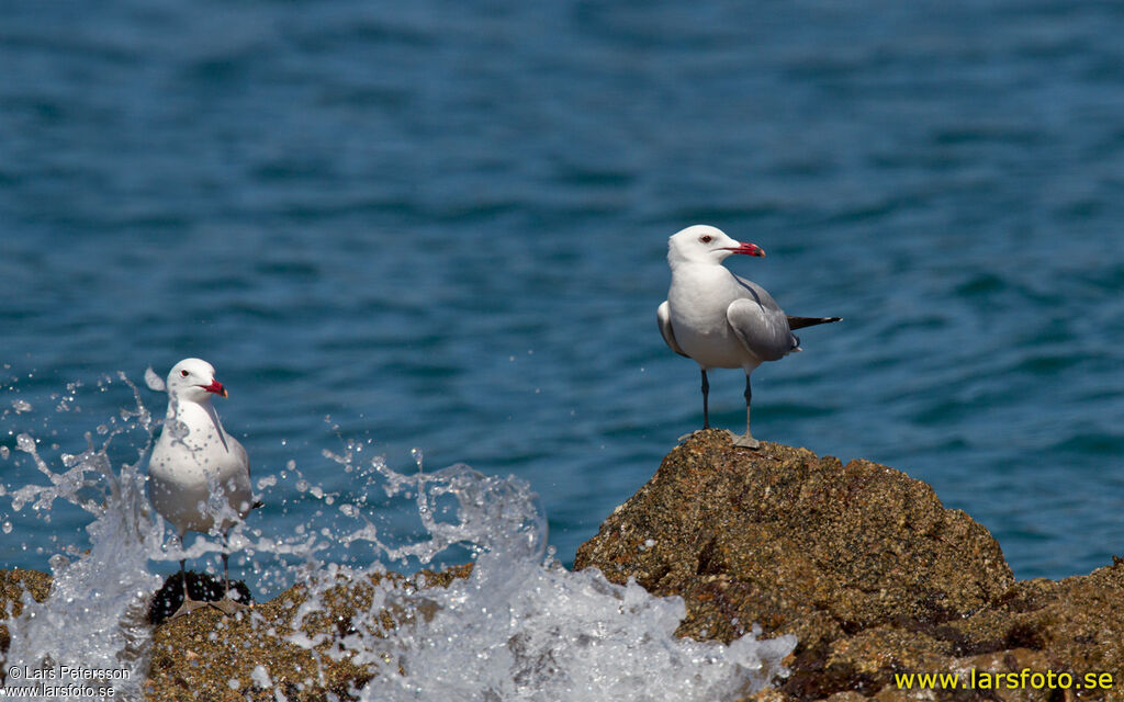 Audouin's Gull