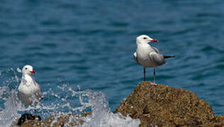 Audouin's Gull