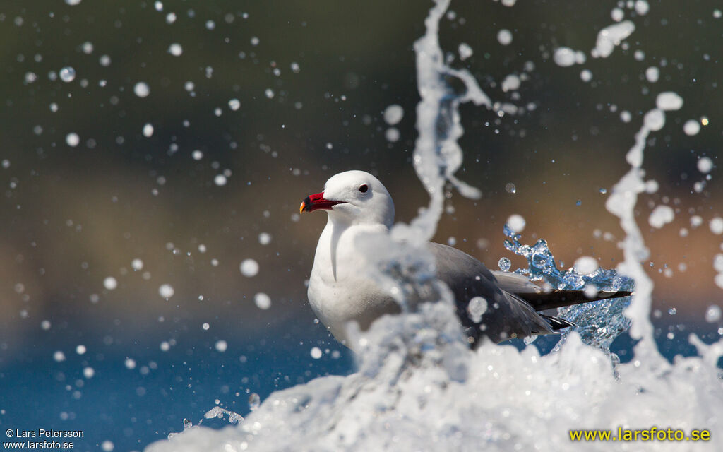 Audouin's Gull