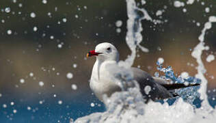 Audouin's Gull