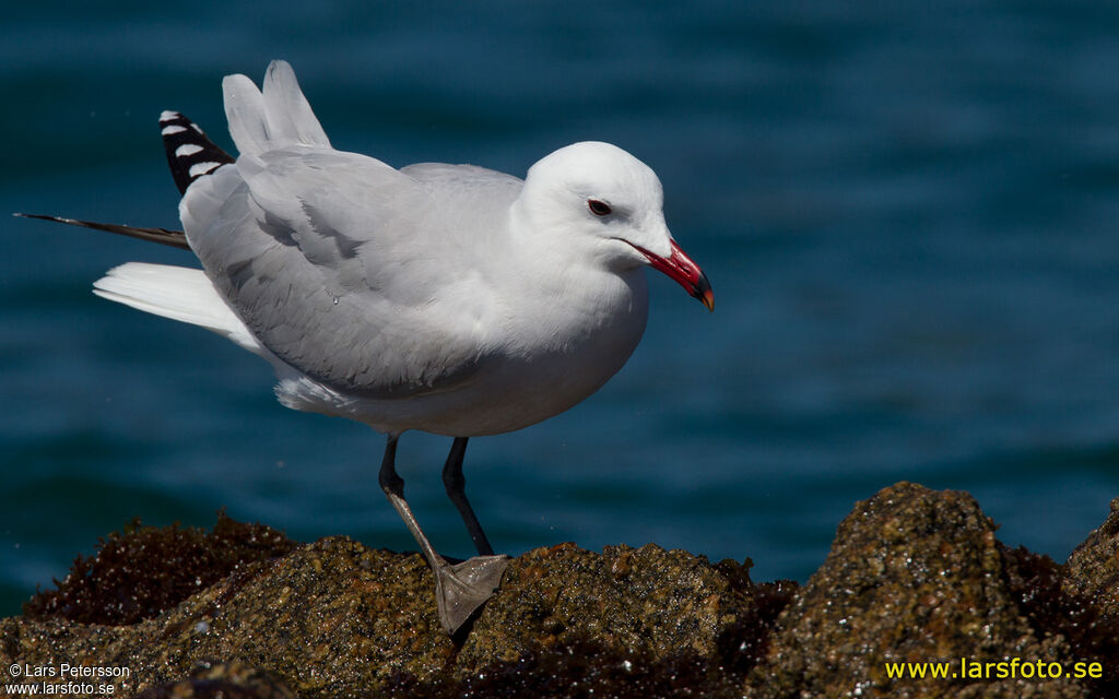 Audouin's Gull