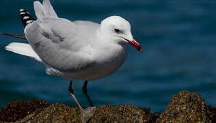 Audouin's Gull