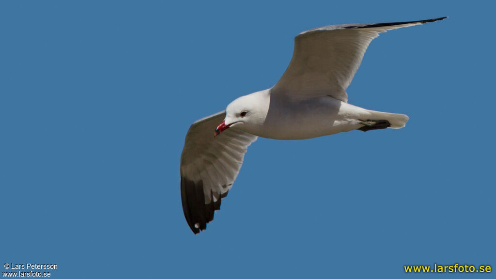 Audouin's Gull