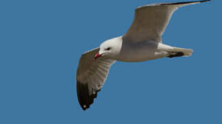 Audouin's Gull