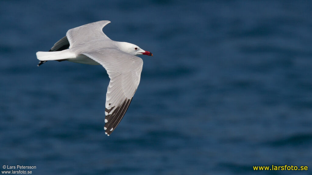 Audouin's Gull