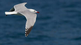 Audouin's Gull