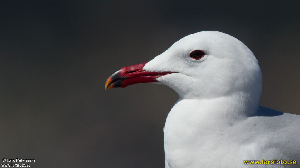 Audouin's Gull