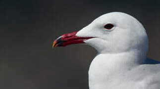 Audouin's Gull