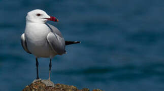 Audouin's Gull