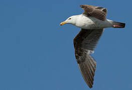 Western Gull