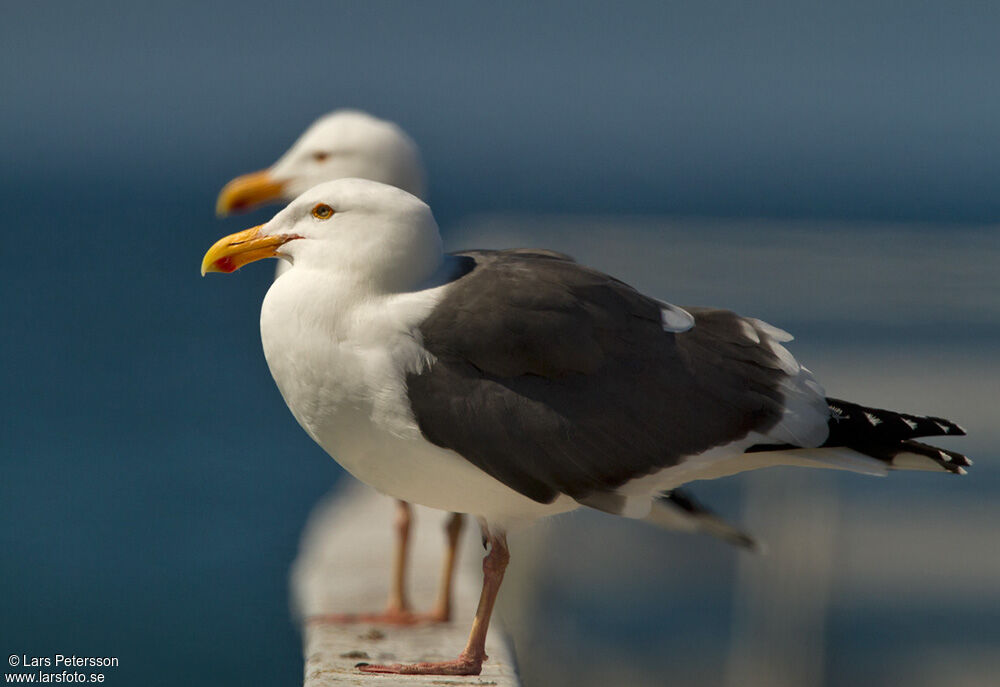 Goéland d'Audubon